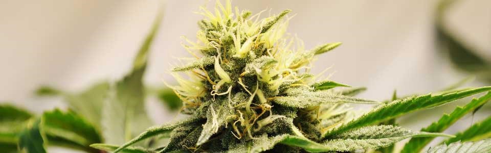 CBD Oil Balm Extra Strength Olde Kensington Philadelphia 
      PA